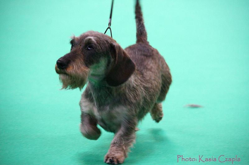 Crufts2011_2 1516.jpg